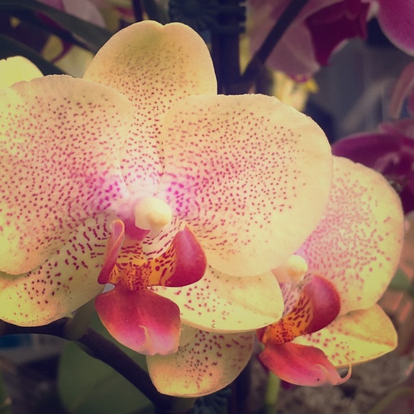 Meet your Posher, Cindy - Picture 1 of 1